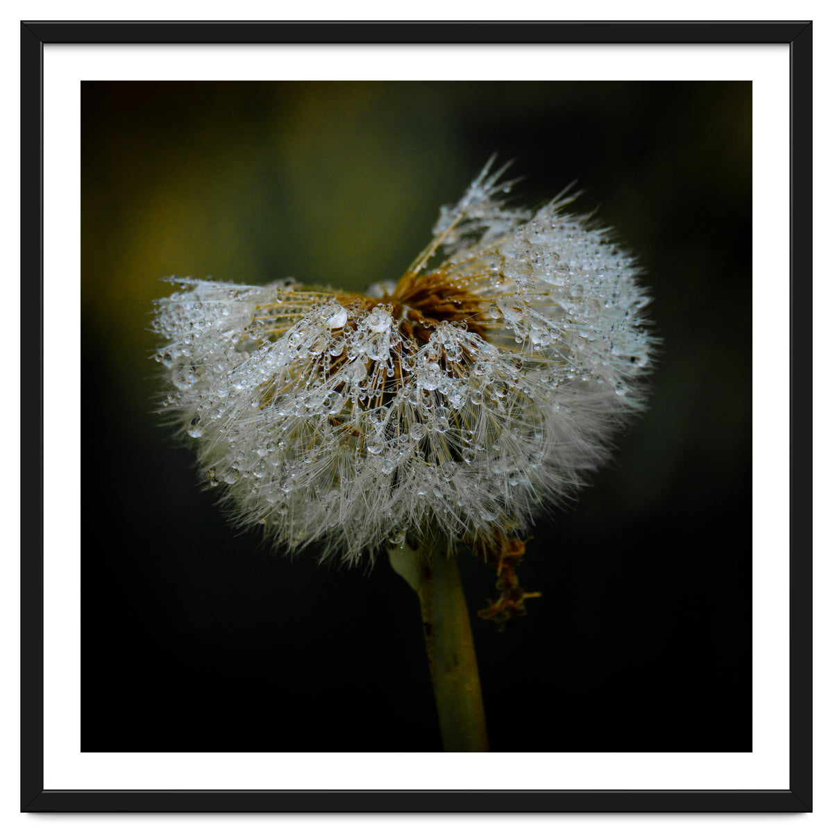 Dandelion with Raindrops