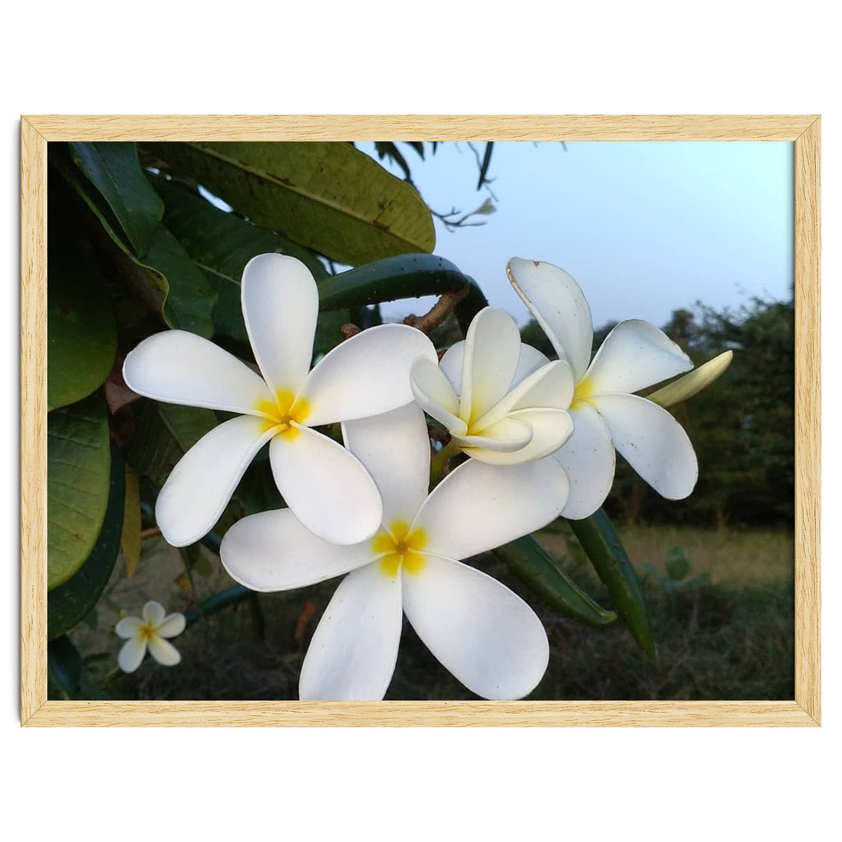 Frangipani