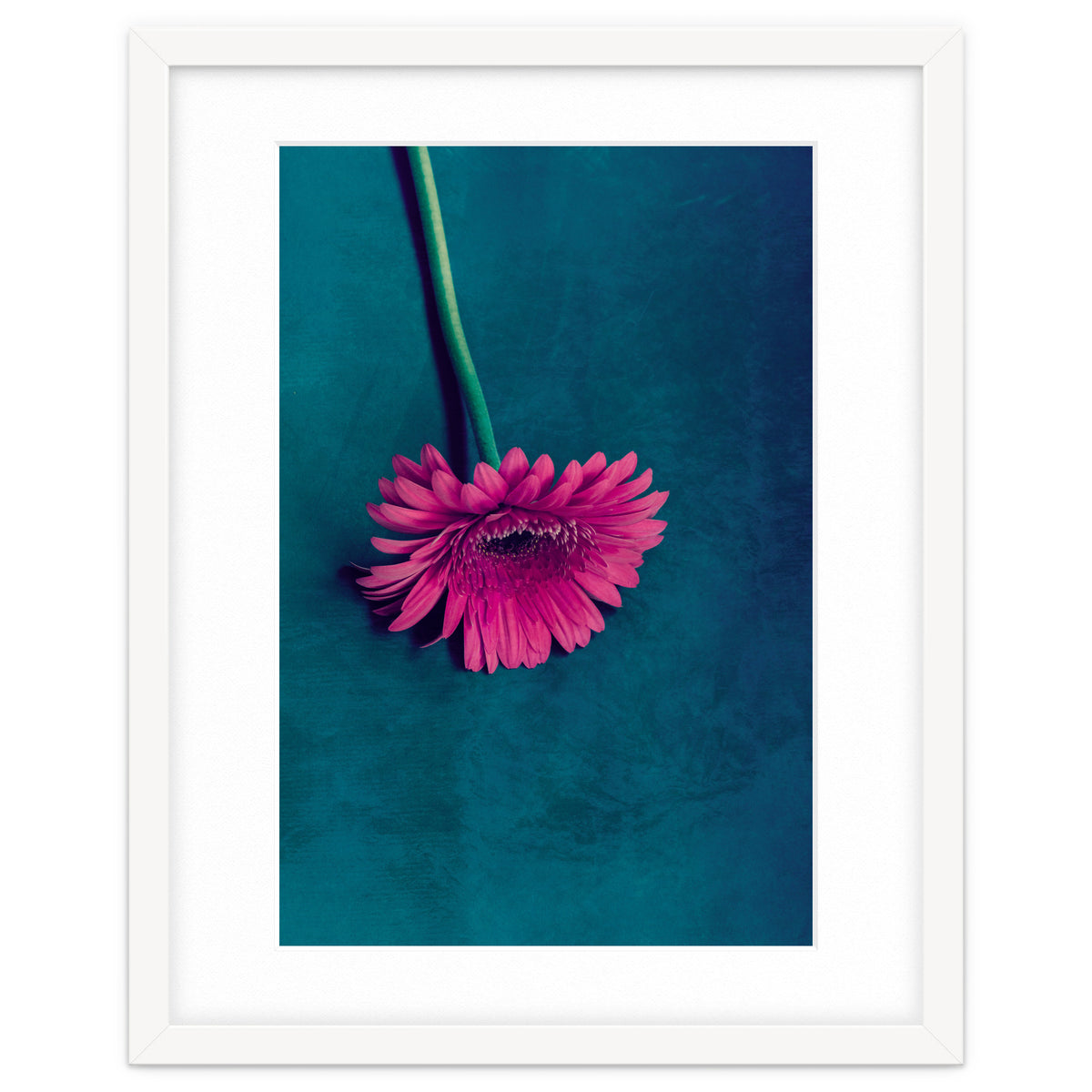 Gerbera for love