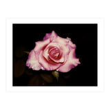 Satin Rose (Print Only) thumbnail