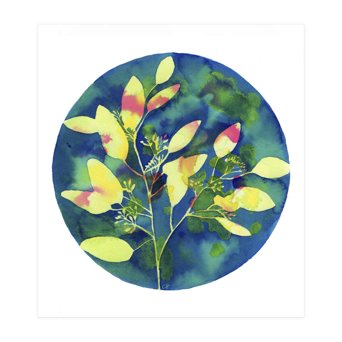 Winter Eucalyptus  (Print Only)