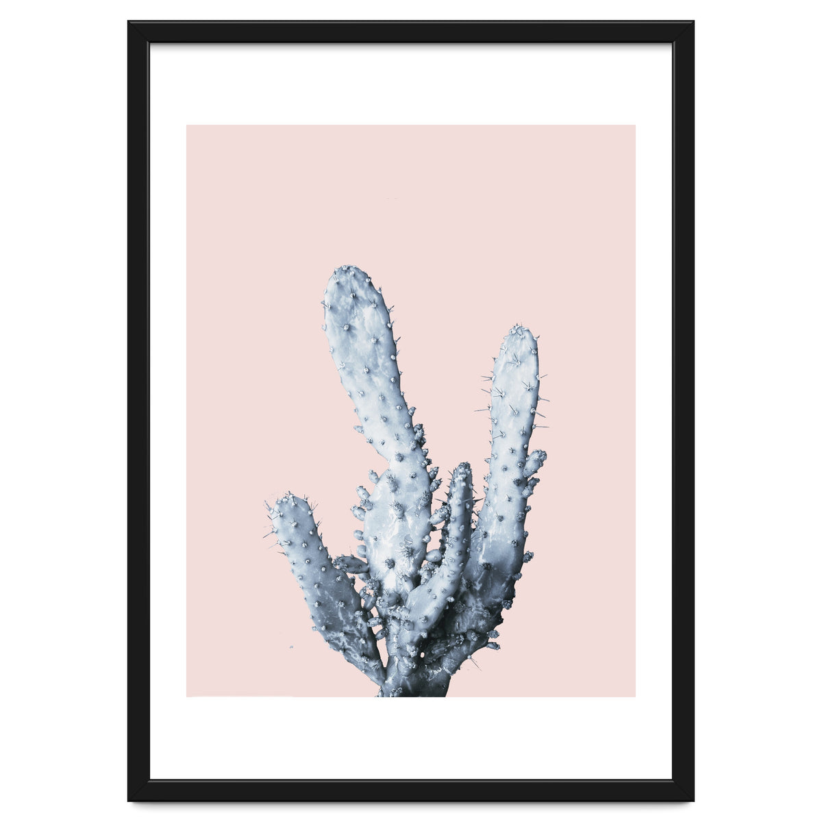 Cactus collection BL-I