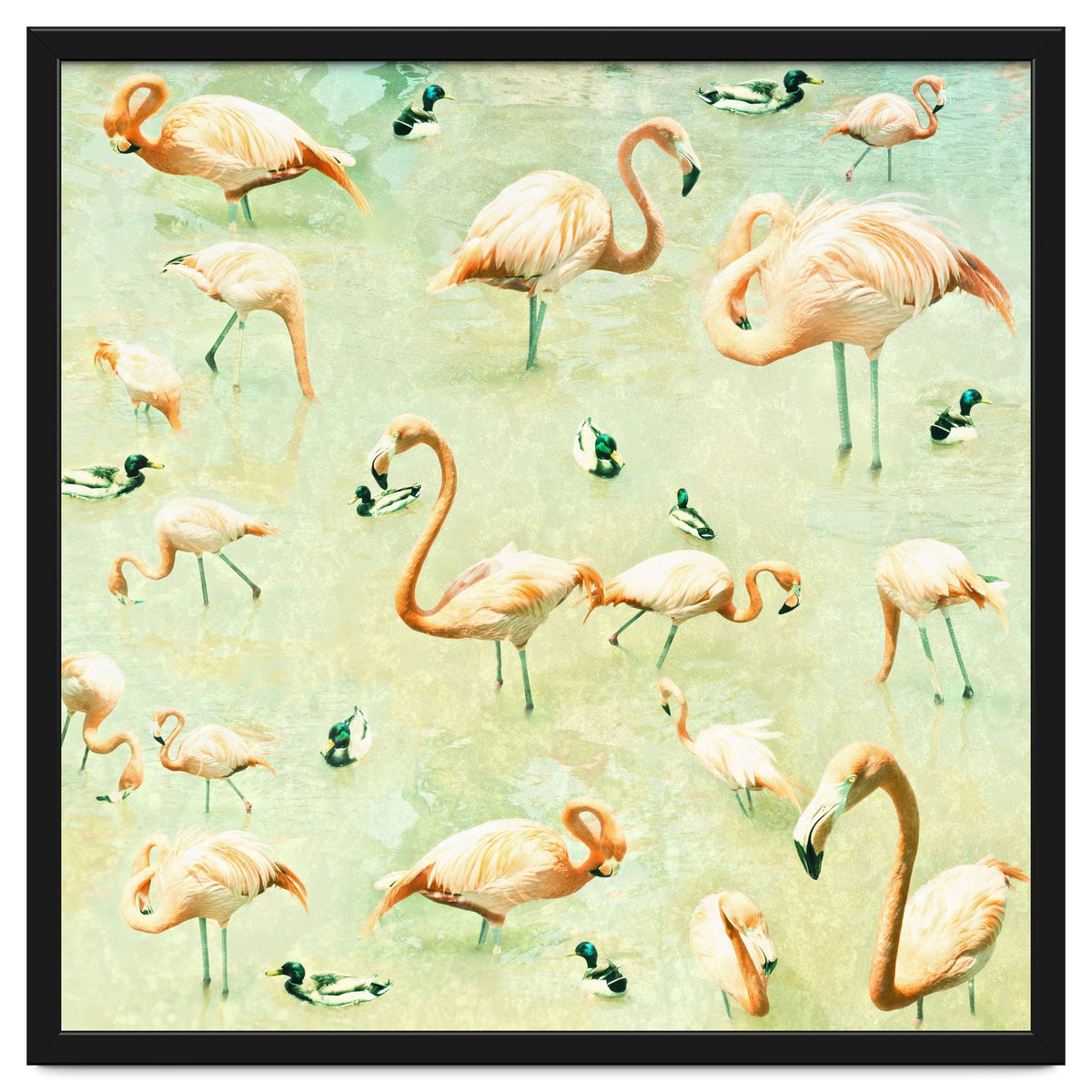 Flamingos