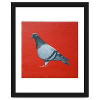 Pigeon