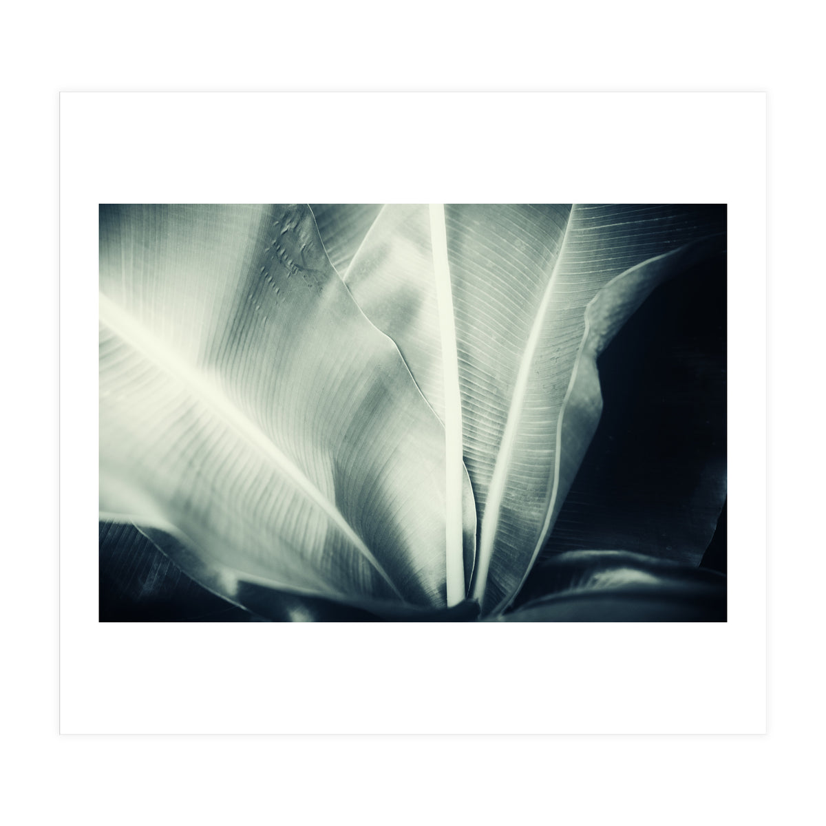 botanical 1 (Print Only)