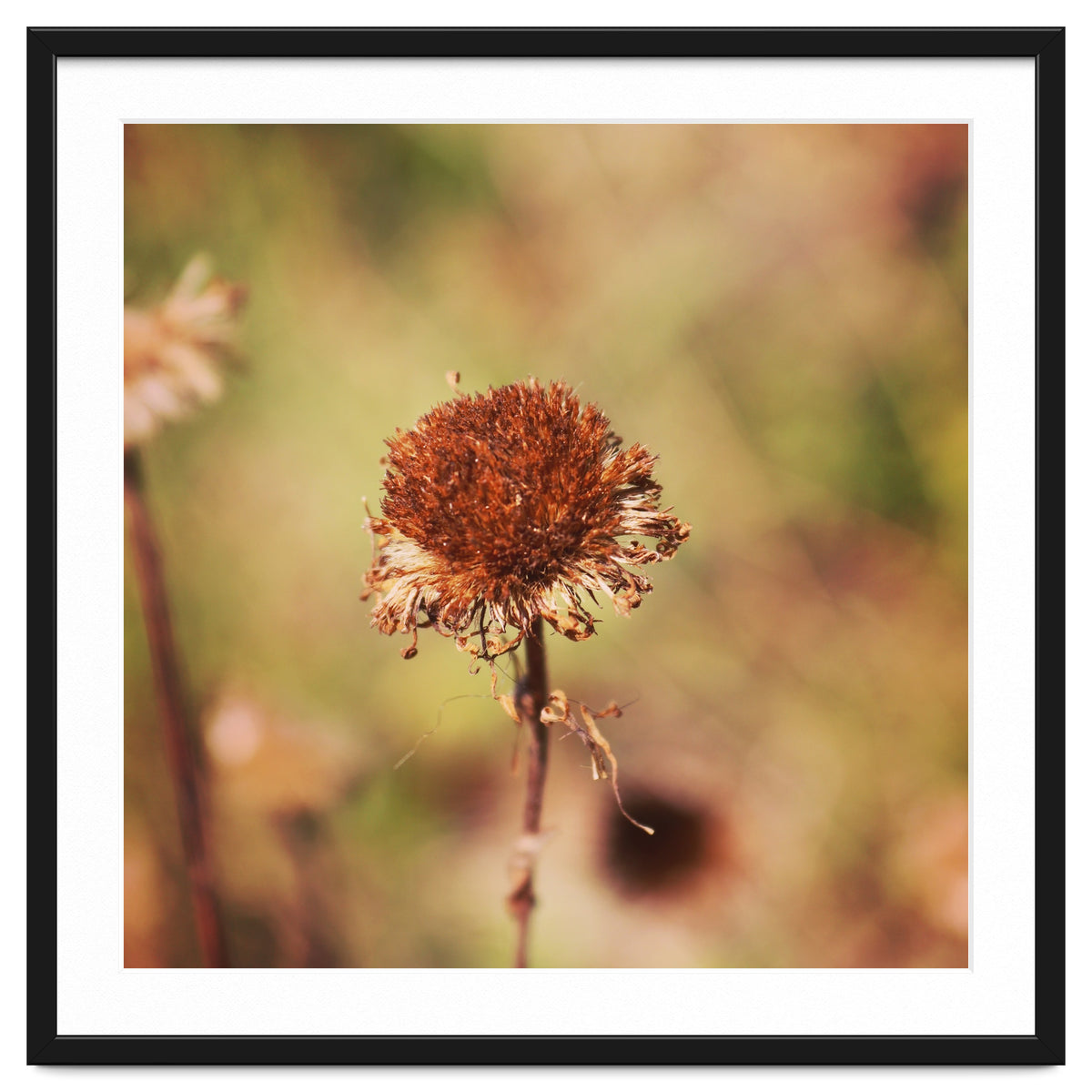dried daisy