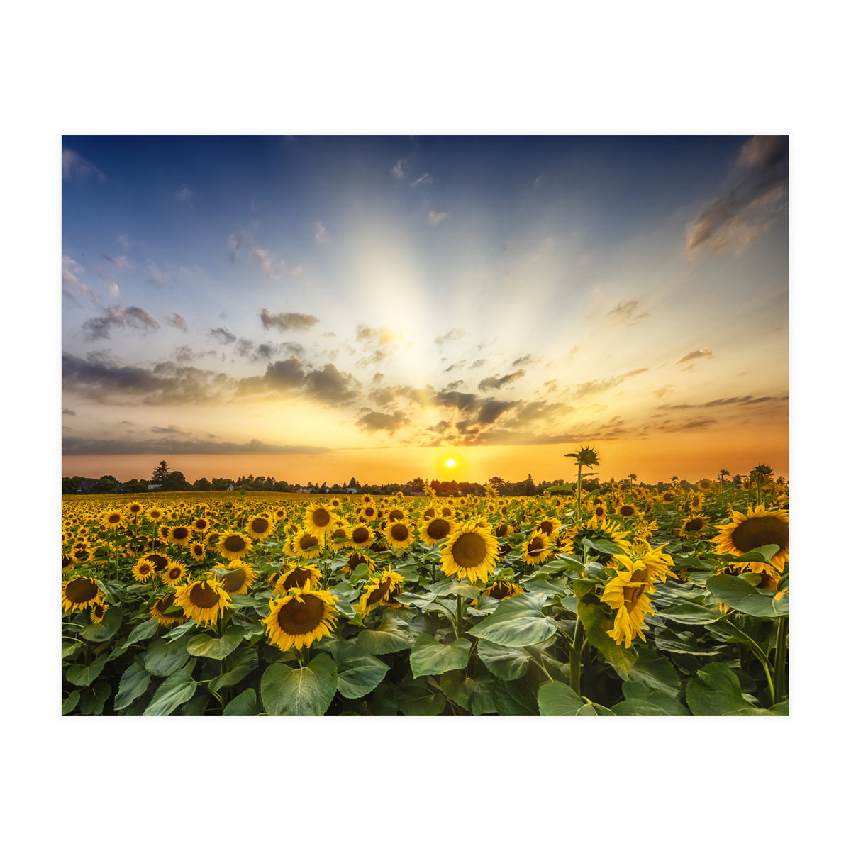 Sunflower field in the evening  (Print Only)