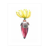 Botanical Illustration Banana (Print Only) thumbnail