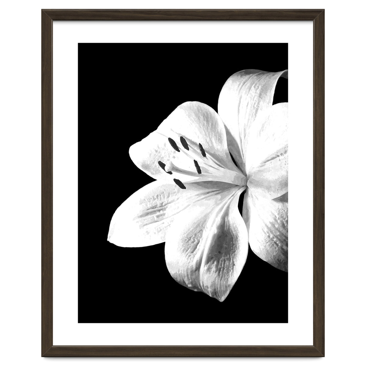 White Lily Black Background