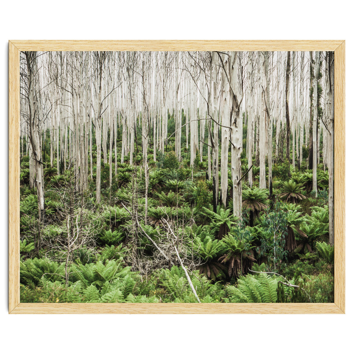 Forest After The Fire