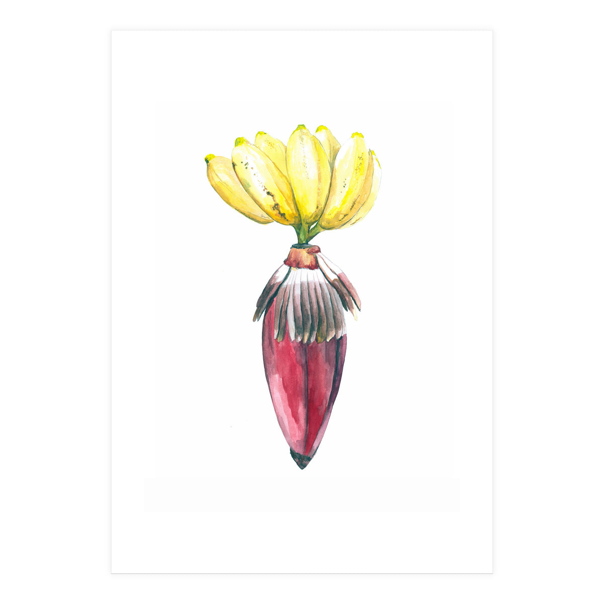 Botanical Illustration Banana (Print Only)