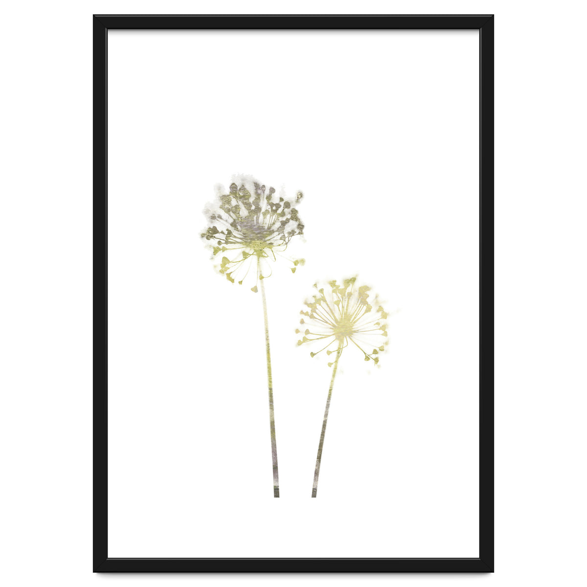 Neutral Dandelions