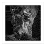 Hippopotamus (Print Only) thumbnail