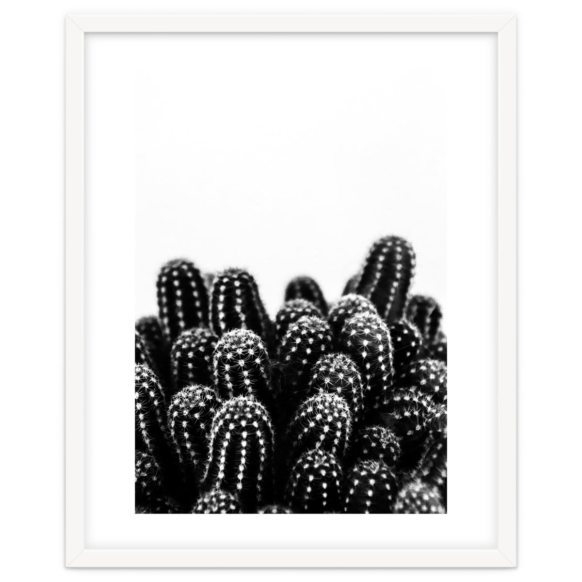 cactus nature X