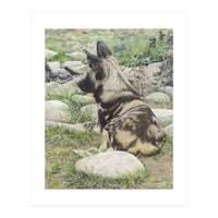 African Painted Dog I (Print Only)