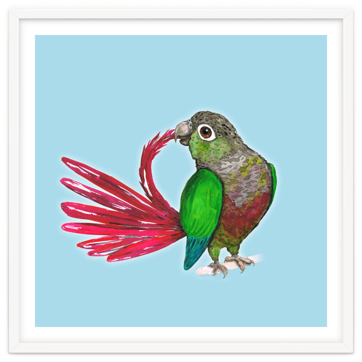 Preening green-cheeked conure