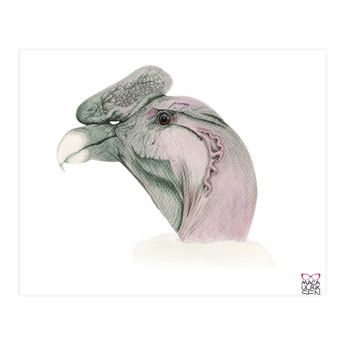 Andean condor (Print Only)