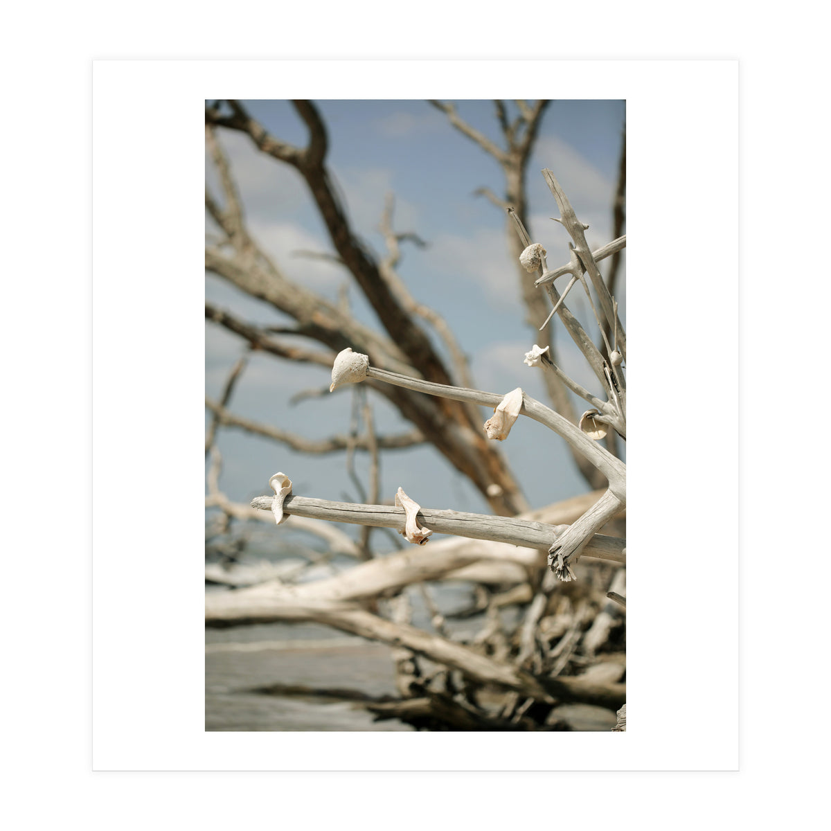 Seashells And Driftwood  (Print Only)