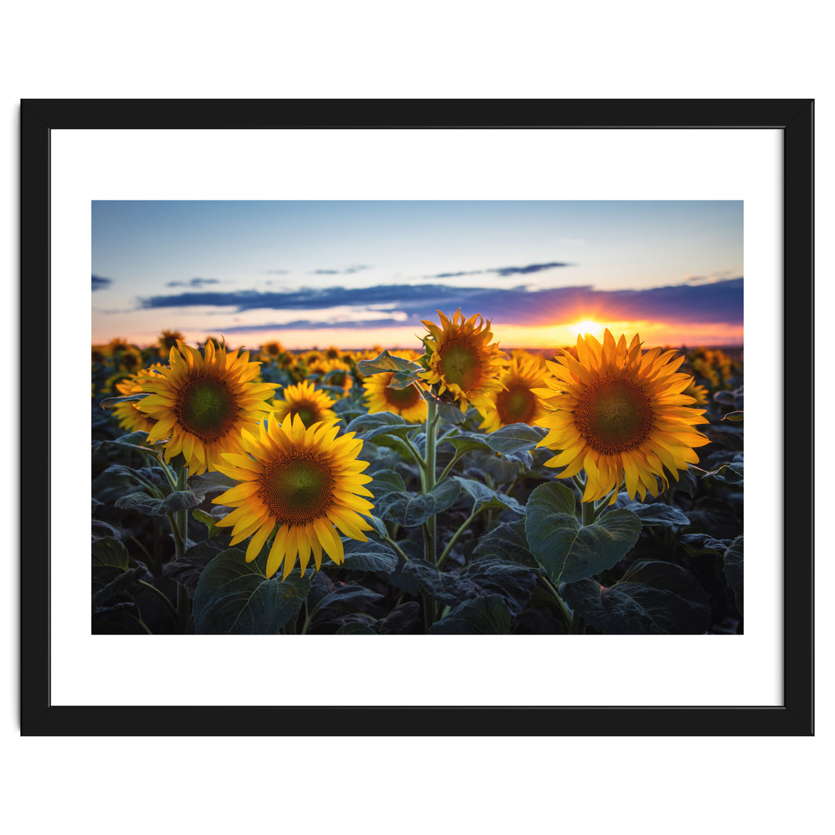 Sunflowers