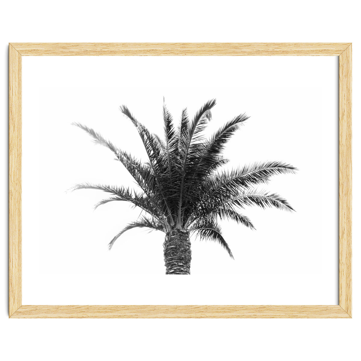 Palm Tree