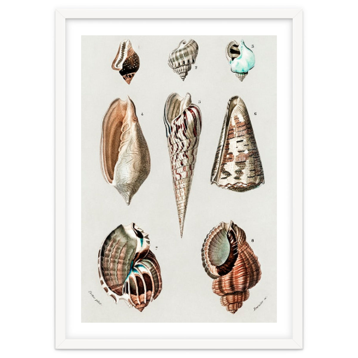 Different types of mollusks illustrated