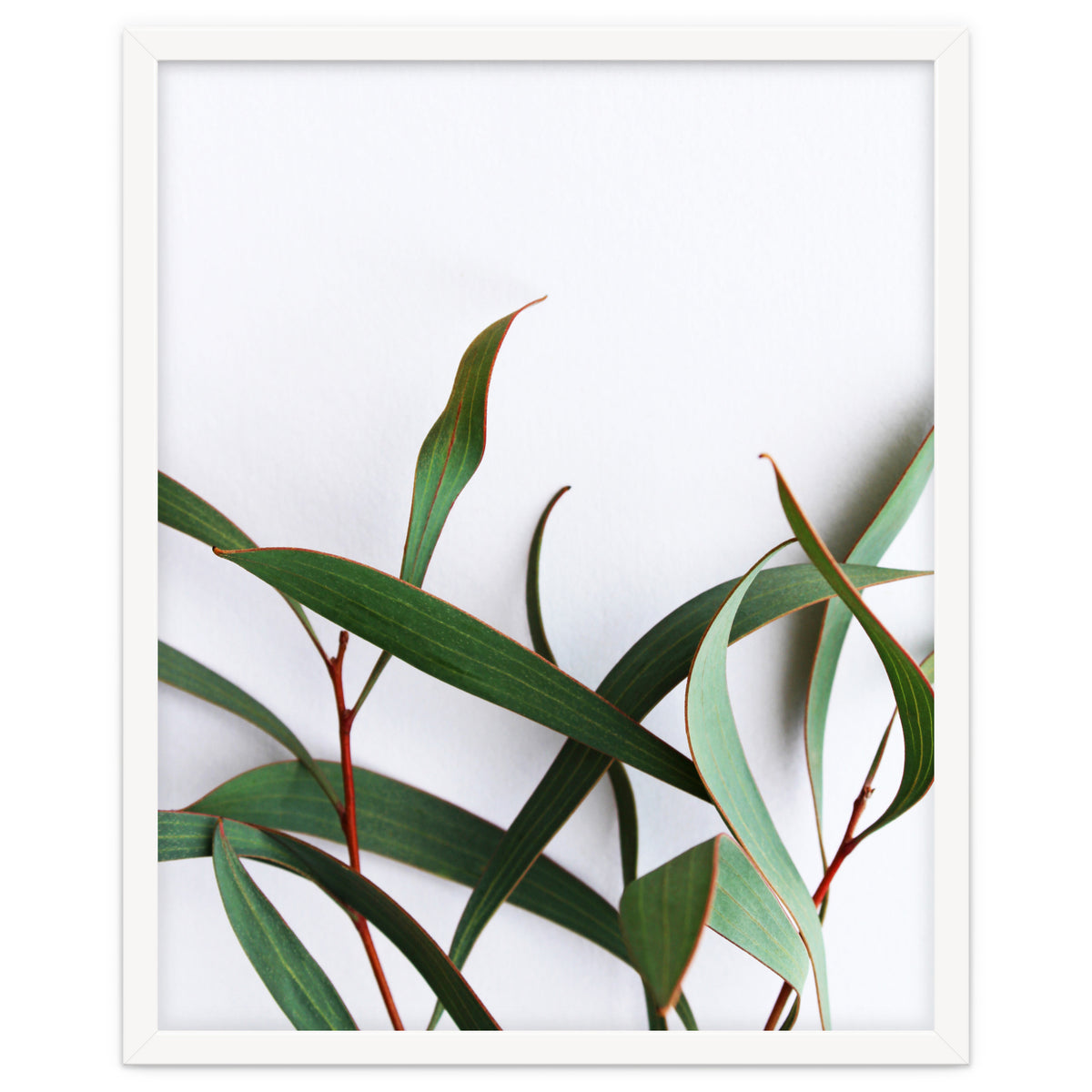 Green Eucalyptus leaves