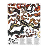 Maine Butterflies Chart (Print Only) thumbnail