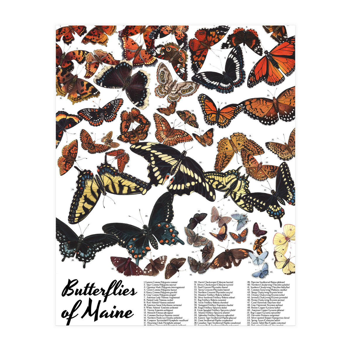 Maine Butterflies Chart (Print Only)