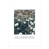 Rosa Sempervirens  (Print Only) thumbnail