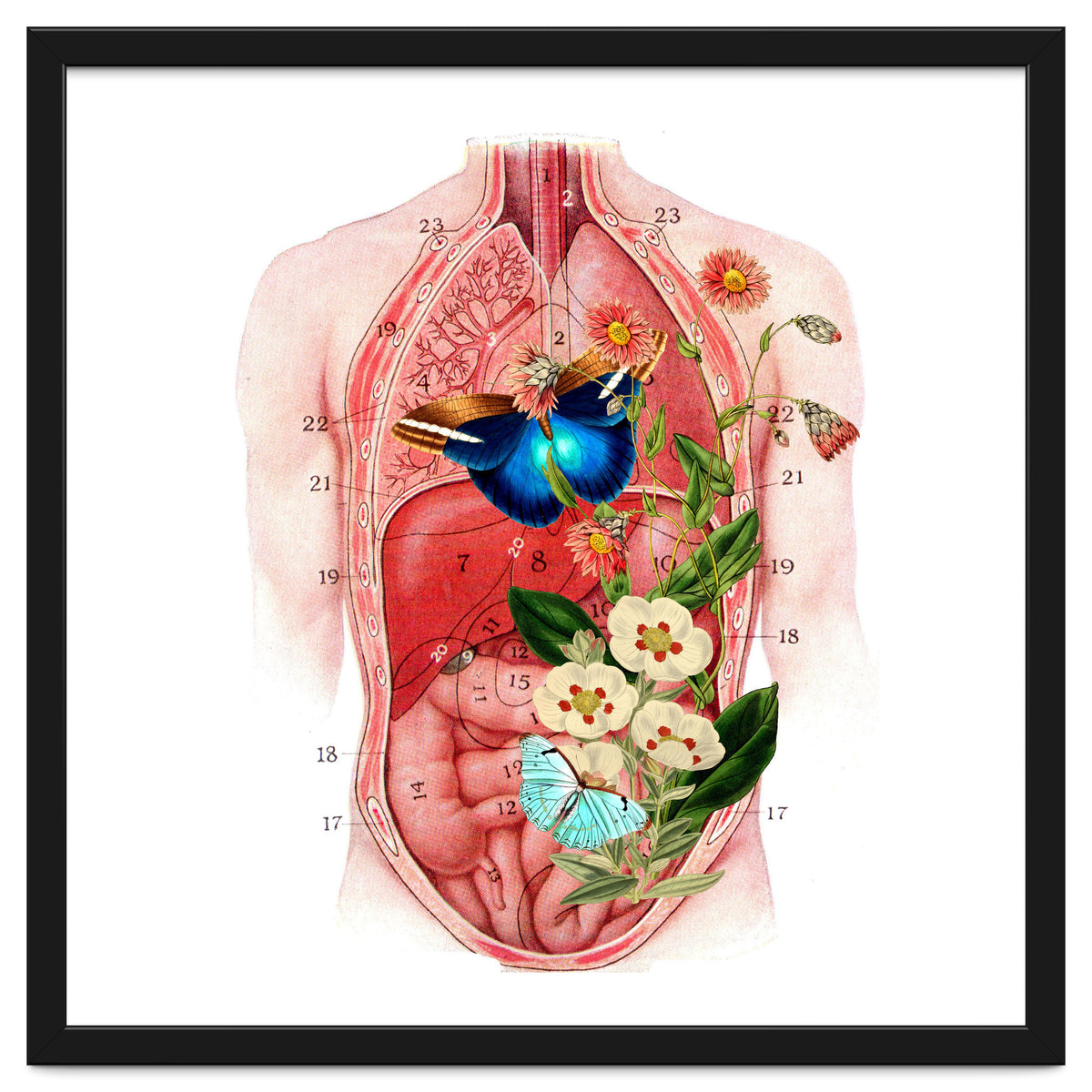 Butterflys In The Belly Makes Flower Grows