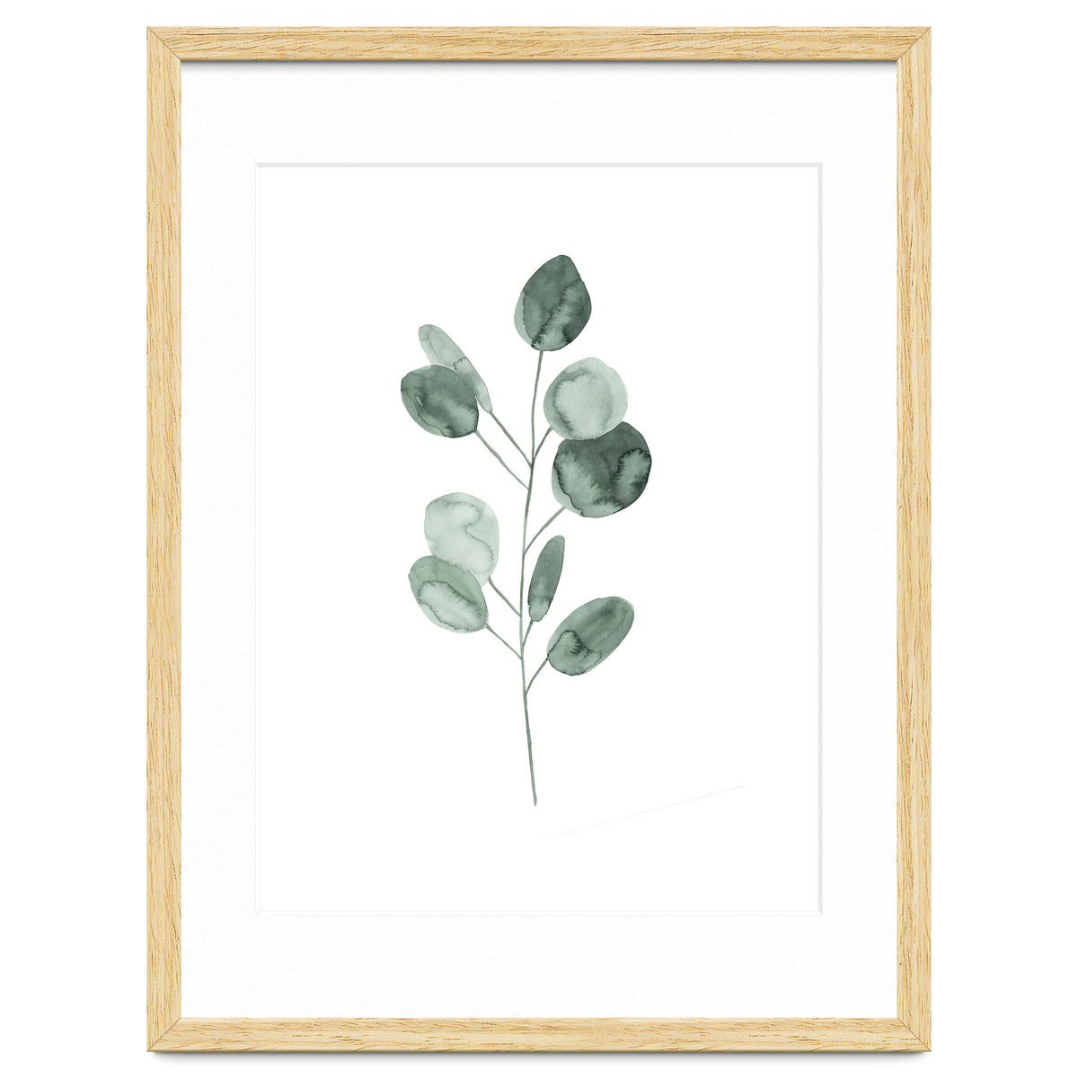 Botanical Illustration Eukalyptus2