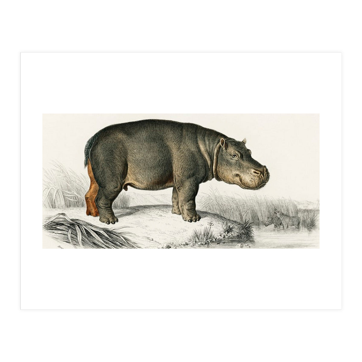 Hippopotamus illustrated (Print Only)