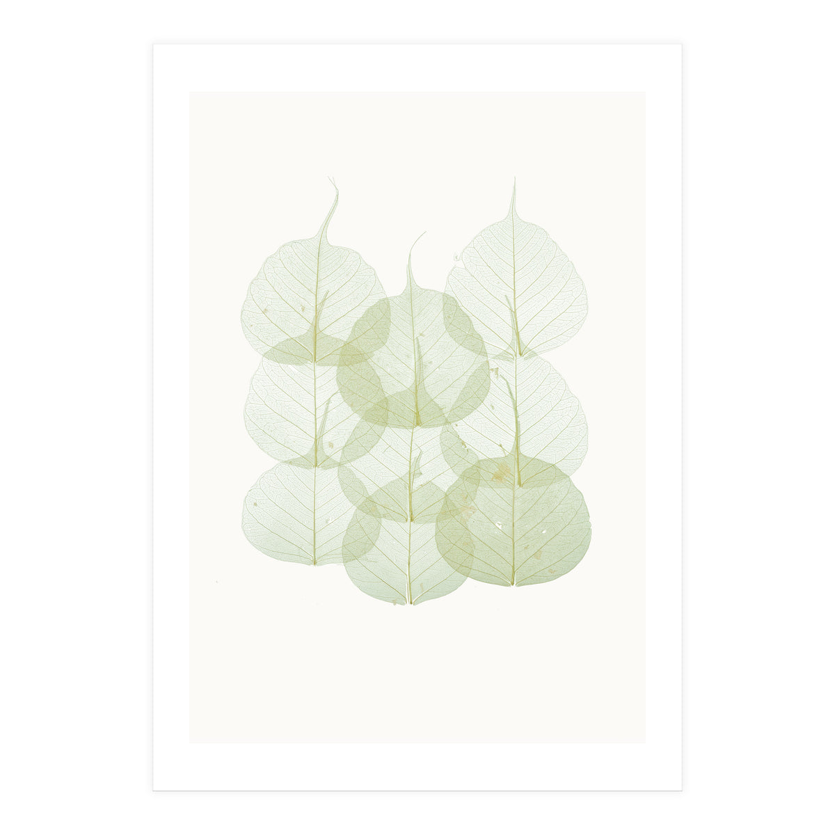 Cc Leaves 02 (Print Only)