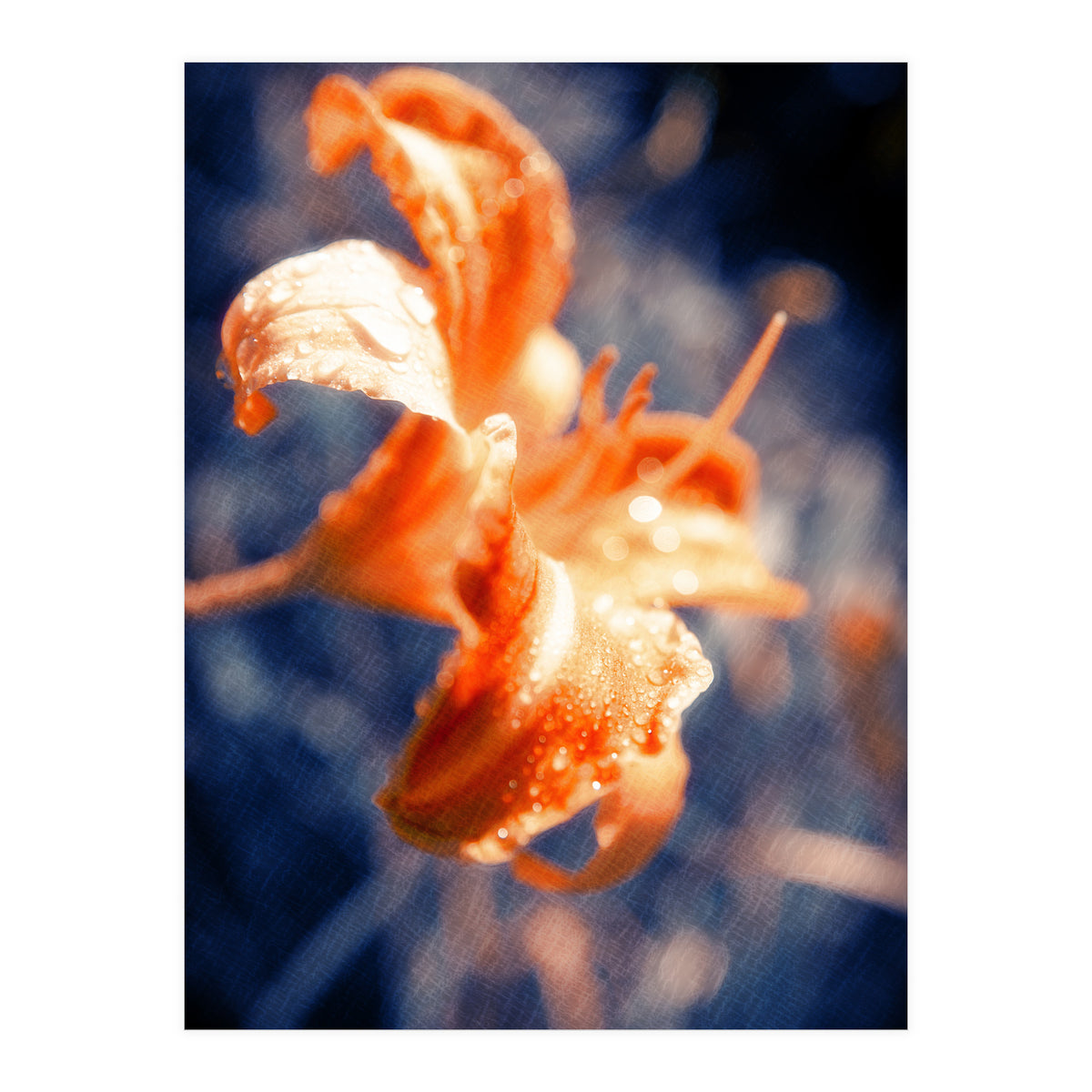 Lily Flower (Print Only)