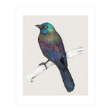 Common Grackle (Print Only) thumbnail