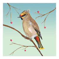 Bohemian waxwing (Print Only)