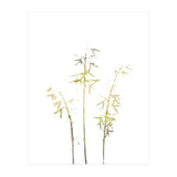 Neutral Hosta (Print Only) thumbnail