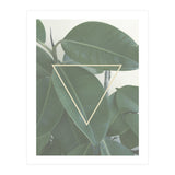 ficus triangle (Print Only) thumbnail