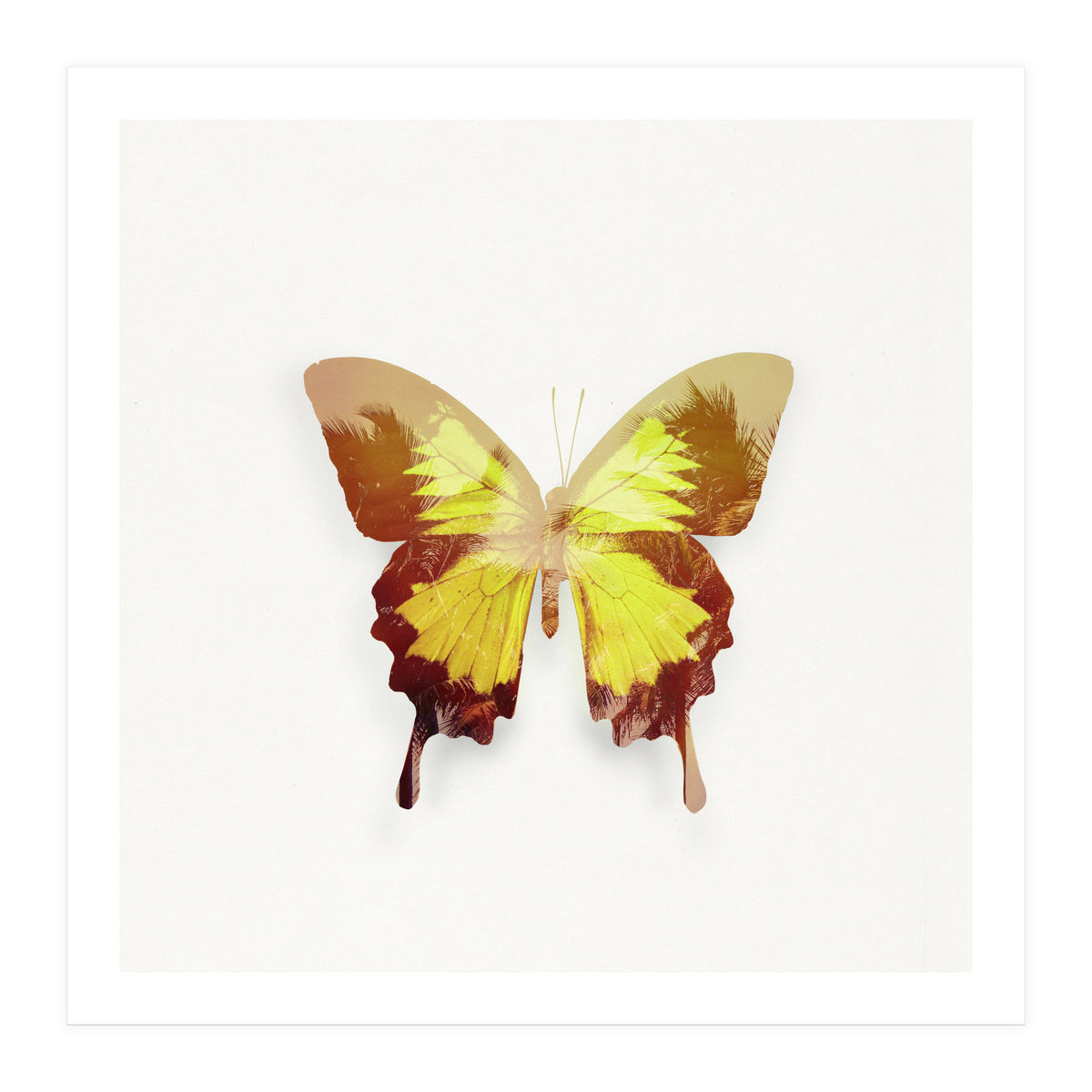 Tropical Butterfly (Print Only)