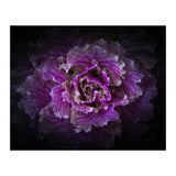 Backyard Flowers No 42 Color Version (Print Only) thumbnail