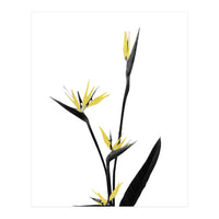 Flower Minimal Black And Gold 05 (Print Only)