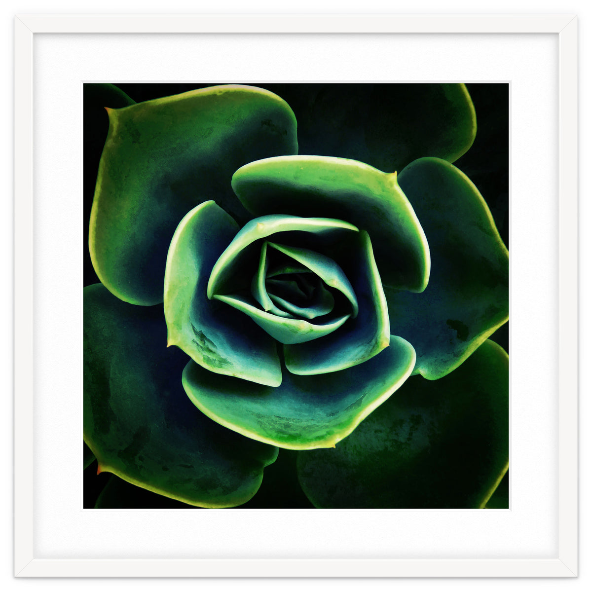 DARKSIDE OF SUCCULENTS XIV