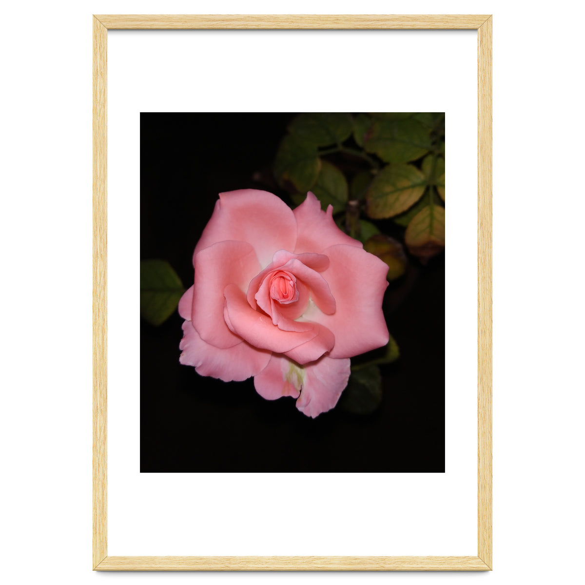 Pink Rose Floral