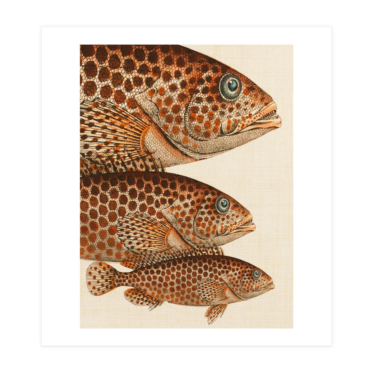 Fish Classic Designs 6 (Print Only)