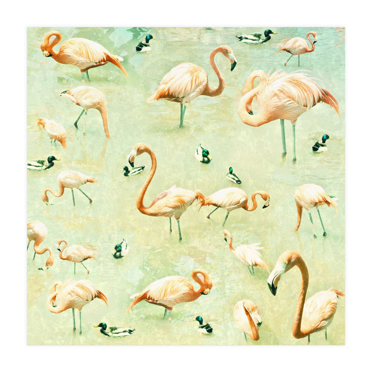 Flamingos (Print Only)