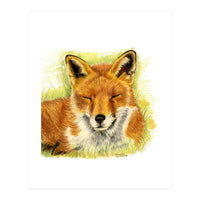 Red Fox Sleeping  (Print Only)