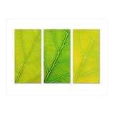 Autumn Leaves (Print Only) thumbnail