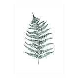 Botanical Illustration Silverfern (Print Only) thumbnail