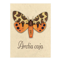 Garden tiger moth illustration (Print Only)