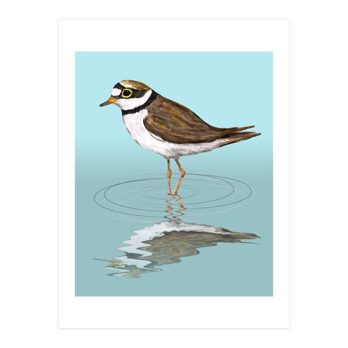 Little ringed  plover (Print Only)